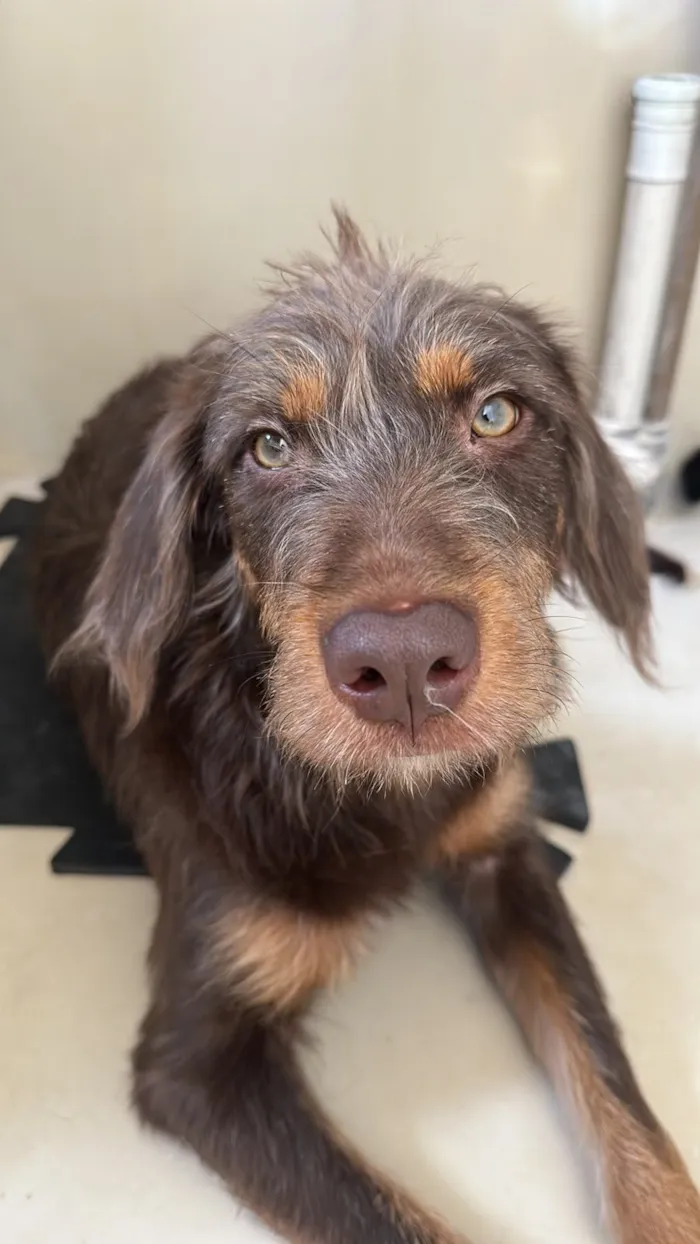 Cachorro raça SRD-ViraLata idade 1 ano nome Maria Flor