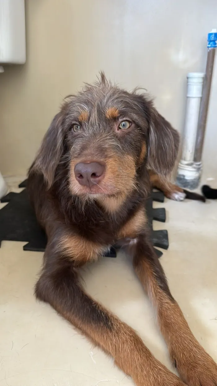 Cachorro raça SRD-ViraLata idade 1 ano nome Maria Flor