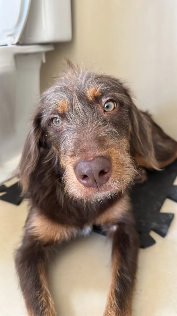 Cachorro raça SRD-ViraLata idade 1 ano nome Maria Flor