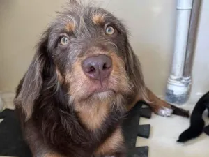 Cachorro raça SRD-ViraLata idade 1 ano nome Maria Flor