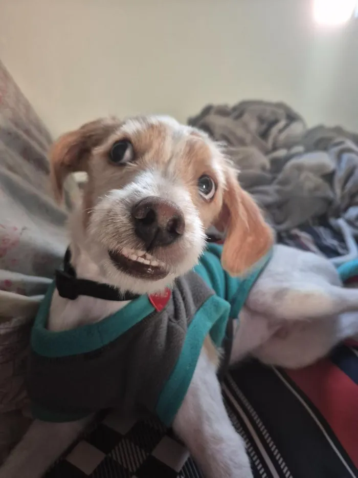 Cachorro raça SRD-ViraLata idade 7 a 11 meses nome Théo