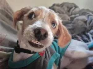 Cachorro raça SRD-ViraLata idade 7 a 11 meses nome Théo