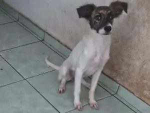Cachorro raça SRD-ViraLata idade 2 a 6 meses nome sem nome