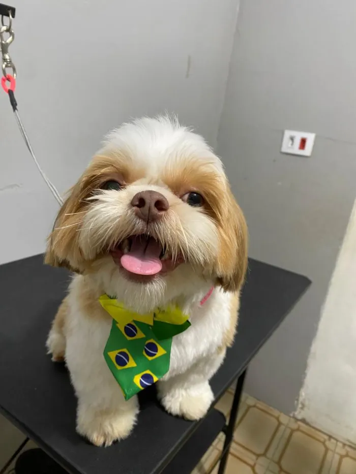 Cachorro raça Shitzu idade 1 ano nome Scooby