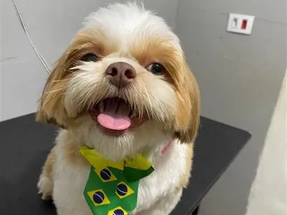 Cachorro raça Shitzu idade 1 ano nome Scooby