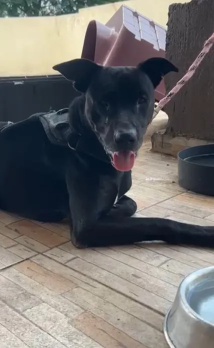 Cachorro raça SRD-ViraLata idade 3 anos nome Valente