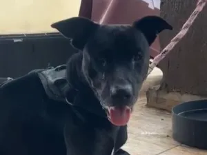 Cachorro raça SRD-ViraLata idade 3 anos nome Valente