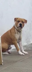 Apolo