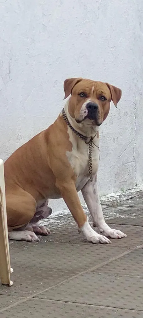 Cachorro raça Pit Bull  idade 2 anos nome Apolo