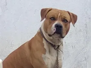 Cachorro raça Pit Bull  idade 2 anos nome Apolo
