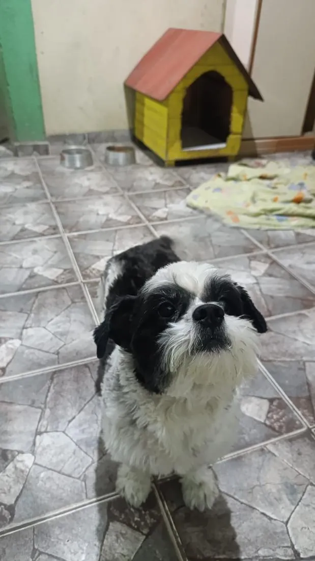 Cachorro raça Shitzu idade 4 anos nome Bidu 