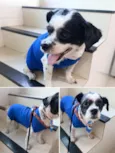 Bidu 