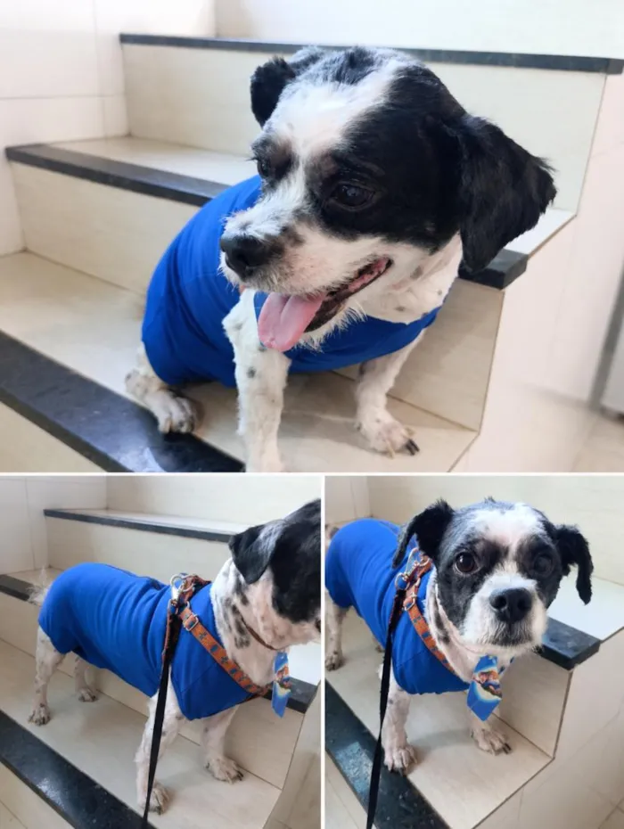 Cachorro raça Shitzu idade 4 anos nome Bidu 