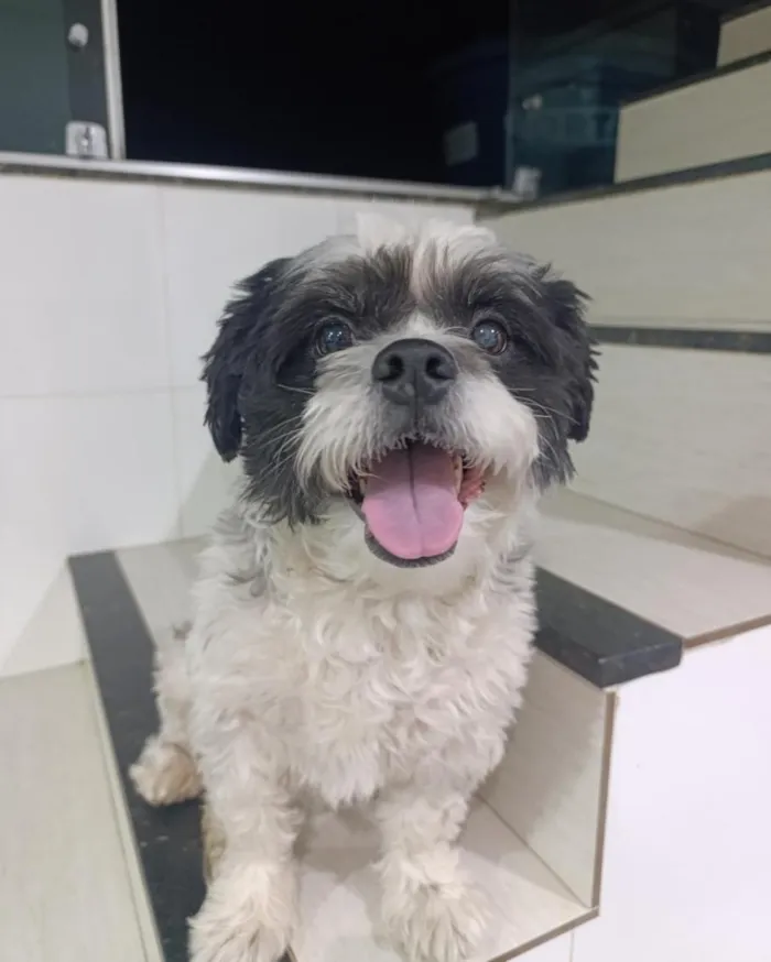 Cachorro raça Shitzu idade 4 anos nome Bidu 