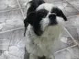 Bidu 