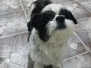 Cachorro raça Shitzu idade 4 anos nome Bidu 