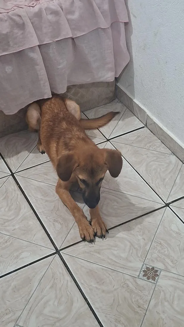 Cachorro raça SRD-ViraLata idade 1 ano nome igris