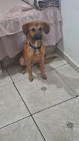 igris