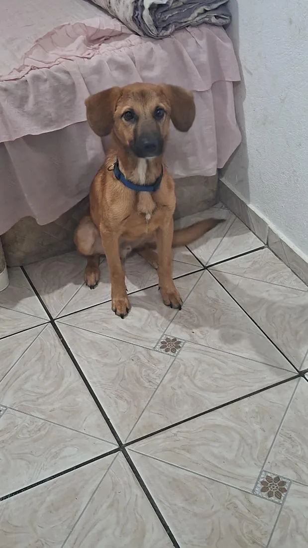 Cachorro raça SRD-ViraLata idade 1 ano nome igris