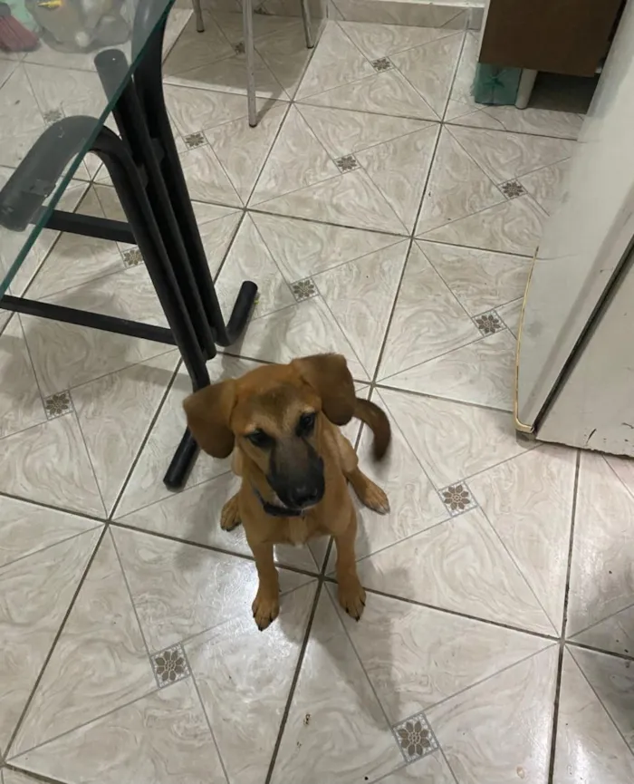 Cachorro raça SRD-ViraLata idade 1 ano nome igris