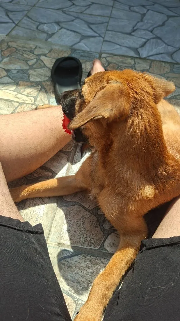 Cachorro raça SRD-ViraLata idade 1 ano nome igris