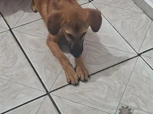 Cachorro raça SRD-ViraLata idade 1 ano nome igris
