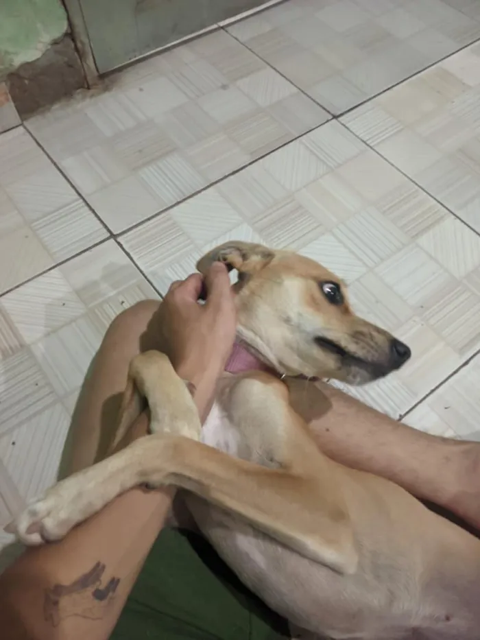 Cachorro raça SRD-ViraLata idade 2 a 6 meses nome layla
