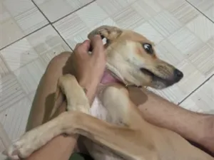 Cachorro raça SRD-ViraLata idade 2 a 6 meses nome layla