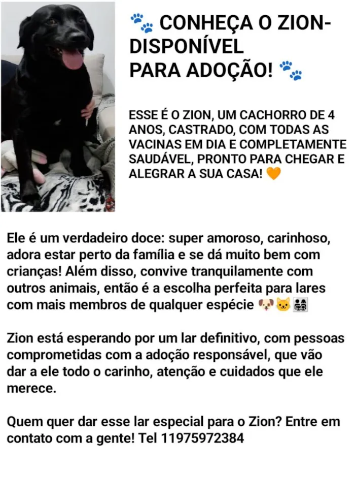 Cachorro raça Labrador idade 4 anos nome Zion