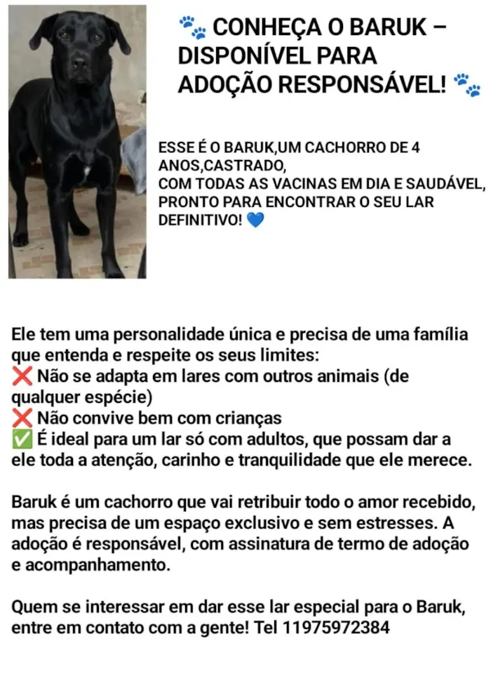 Cachorro raça Labrador idade 4 anos nome Zion