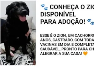 Cachorro raça Labrador idade 4 anos nome Zion