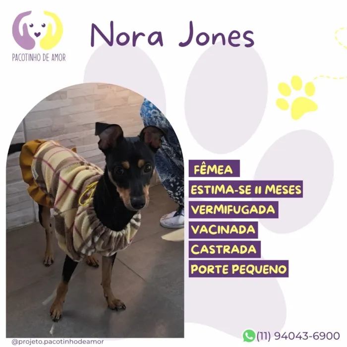 Cachorro raça SRD-ViraLata idade 7 a 11 meses nome Nora Jones