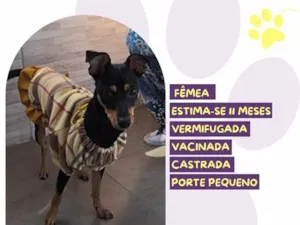 Cachorro raça SRD-ViraLata idade 7 a 11 meses nome Nora Jones