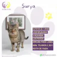 Surya