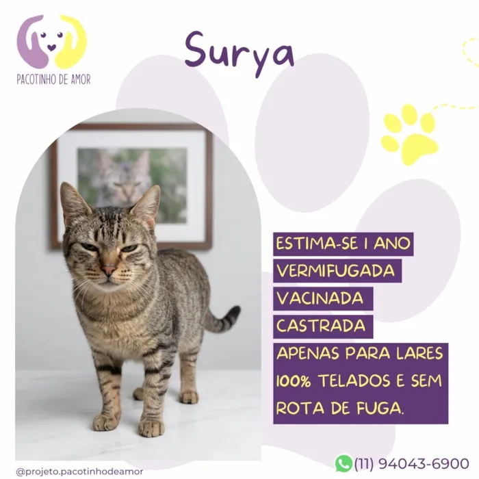 Gato raça SRD-ViraLata idade 1 ano nome Surya