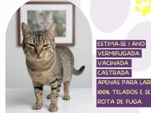 Gato raça SRD-ViraLata idade 1 ano nome Surya