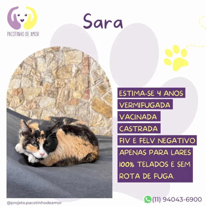 Gato raça SRD-ViraLata idade 4 anos nome Sara