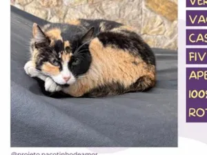 Gato raça SRD-ViraLata idade 4 anos nome Sara