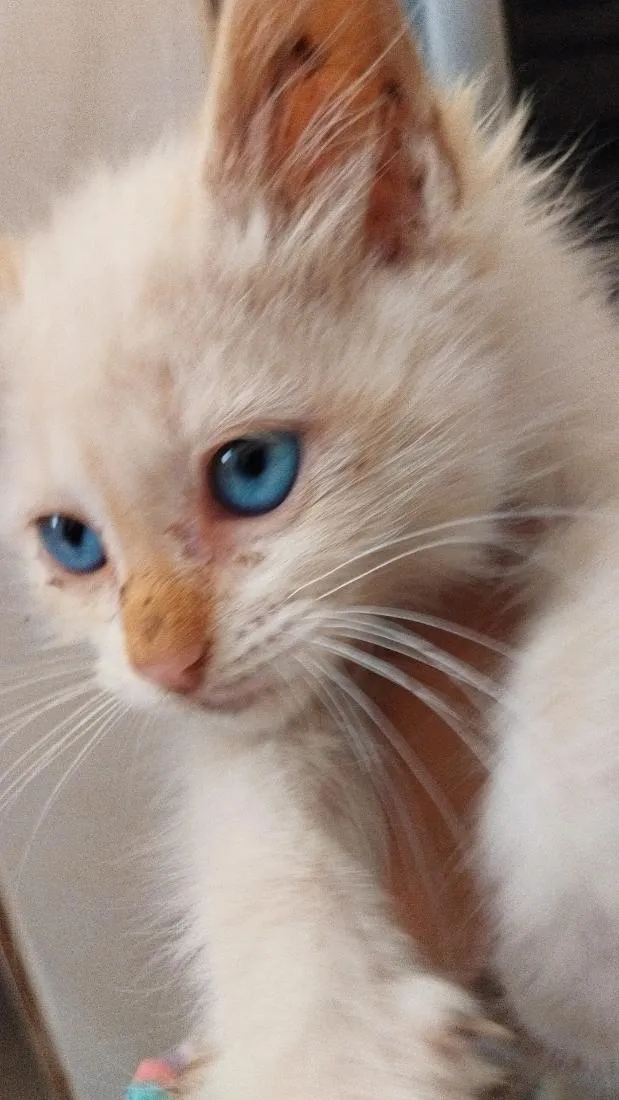 Gato raça SRD-ViraLata idade Abaixo de 2 meses nome milk