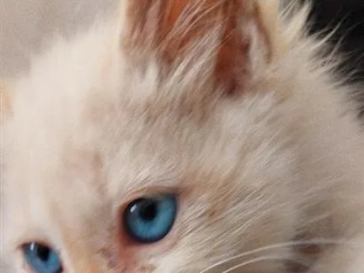 Gato raça SRD-ViraLata idade Abaixo de 2 meses nome milk