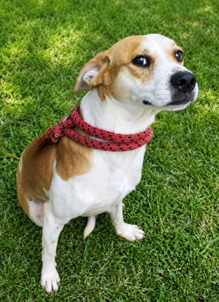 Cachorro raça SRD-ViraLata idade 5 anos nome Américo