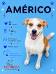 Américo