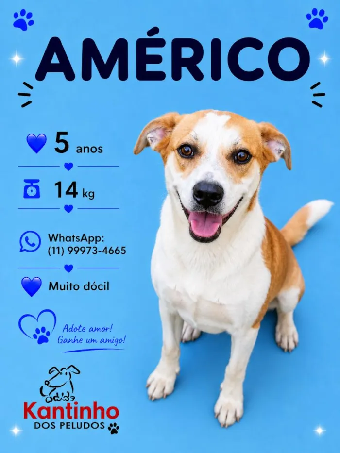 Cachorro raça SRD-ViraLata idade 5 anos nome Américo