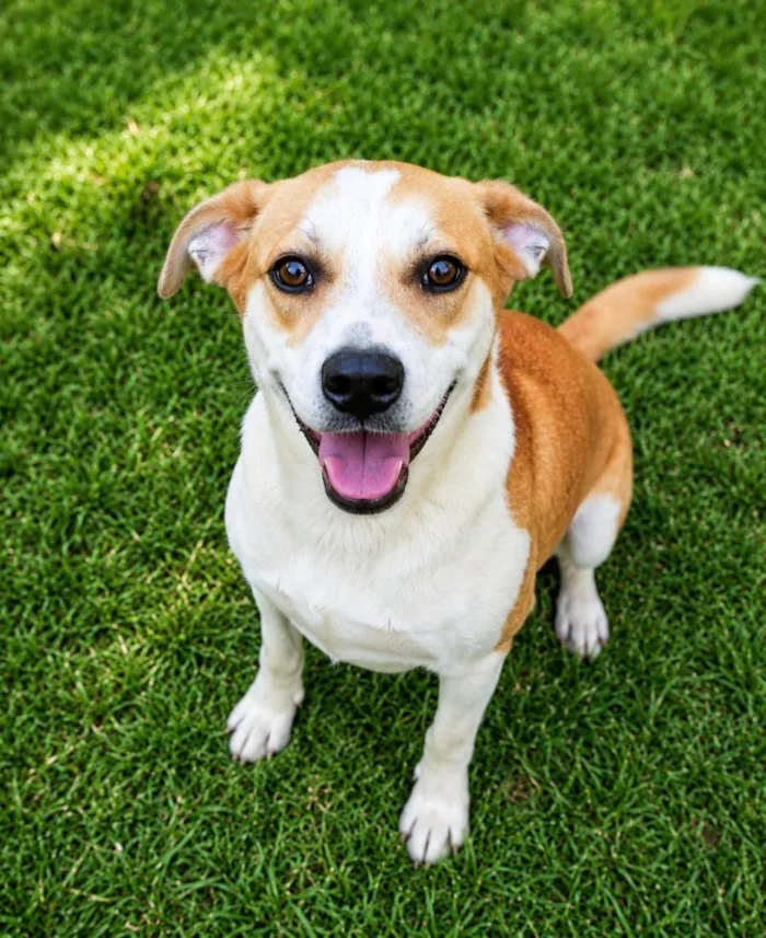 Cachorro raça SRD-ViraLata idade 5 anos nome Américo