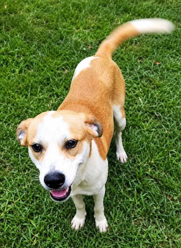 Cachorro raça SRD-ViraLata idade 5 anos nome Américo