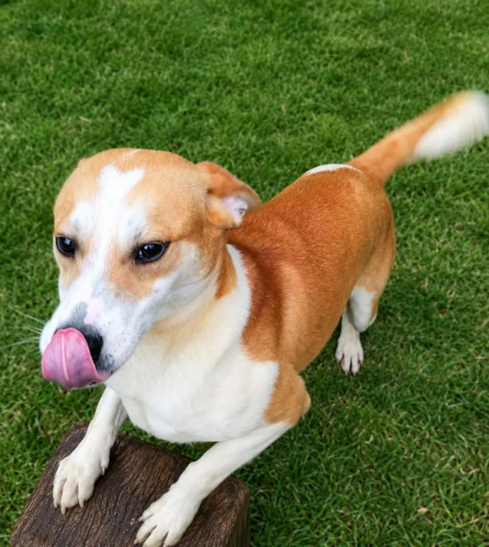 Cachorro raça SRD-ViraLata idade 5 anos nome Américo