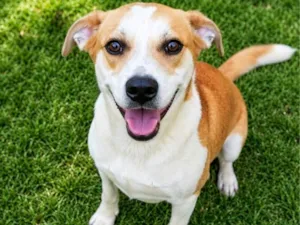 Cachorro raça SRD-ViraLata idade 5 anos nome Américo
