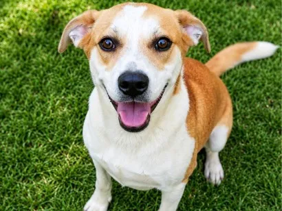 Cachorro raça SRD-ViraLata idade 5 anos nome Américo