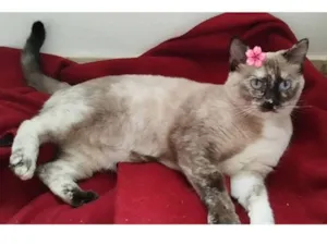 Gato raça SRD-ViraLata idade 2 anos nome Nina 