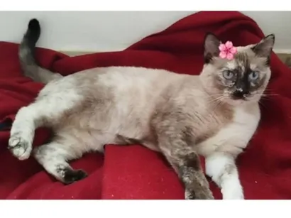 Gato raça Exótico idade Abaixo de 2 meses nome Nina 